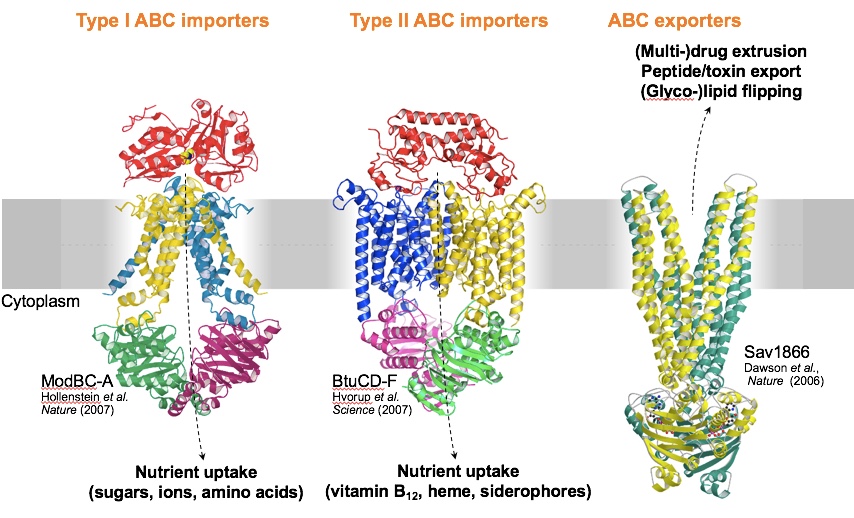 Enlarged view: Fig. 1: First structures of ABC transporters (adapted from Hollenstein K et al., Curr Op Struct Biol 2007)