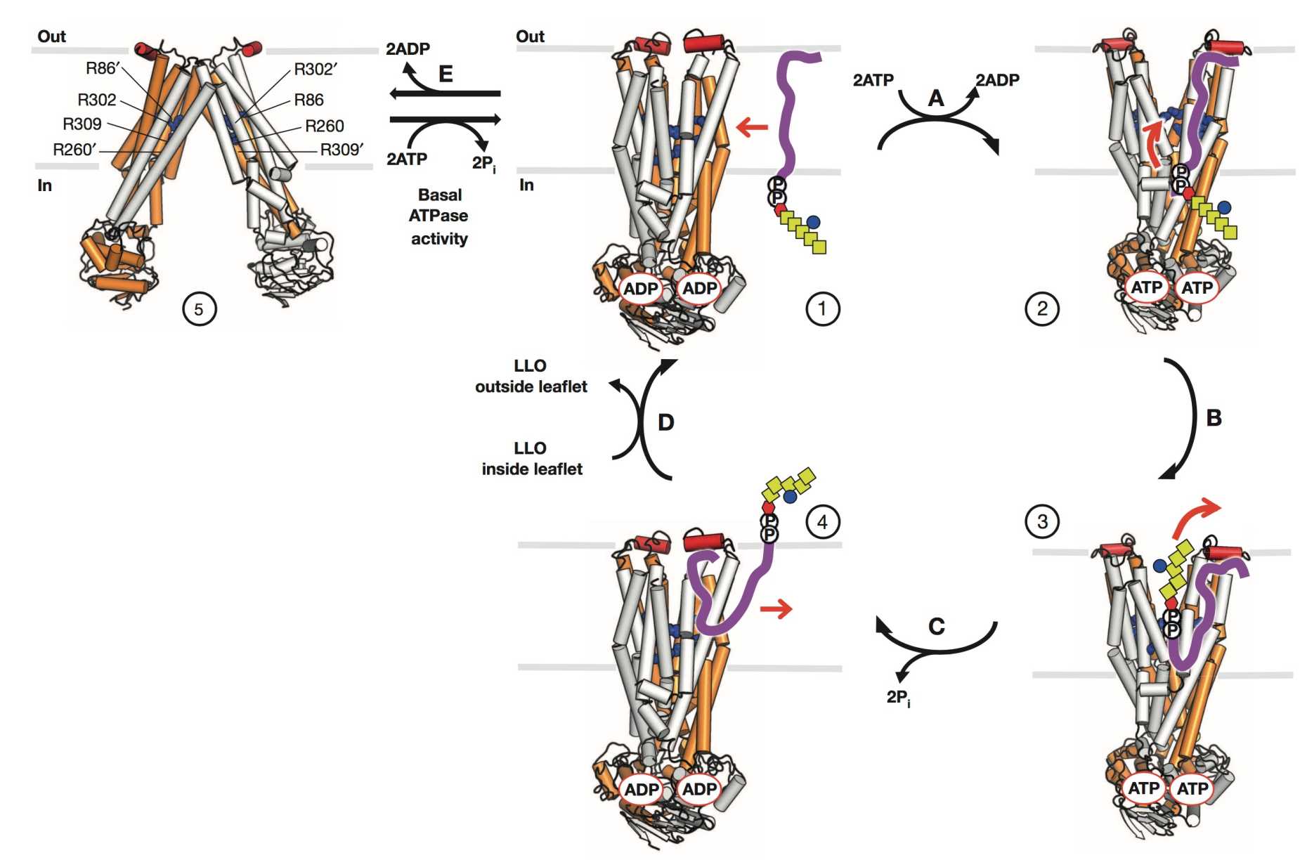 Enlarged view: Fig. 3: Flipping mechanism proposed for the ABC transporter PglK (from Perez C et al., Nature 2015)