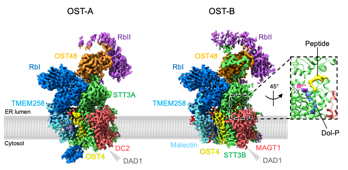 Enlarged view: Fig. 2: Cryo-EM volume of human OST-A and OST-B complexes (from Ramírez, Kowal and Locher, Science 2019).