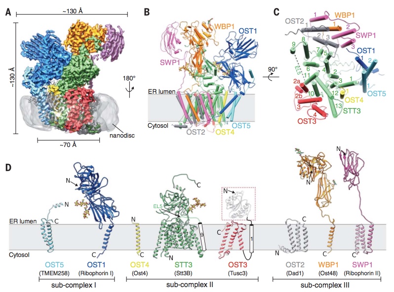 Enlarged view: Fig. 2: Cryo-EM structure of yeast OST complex in lipidic nanodiscs (from Wild, Kowal, Eyring et al., Science 2018).