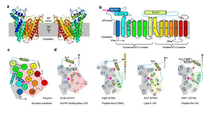 Enlarged view: Fig. 3: Structure and topology of the glycosyltransferase ALG6 (from Bloch et al., Nature 2020).